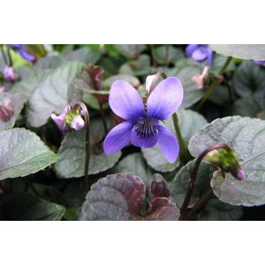 Viola labradorica - Ibolya