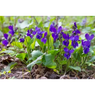 Ibolya (Viola)