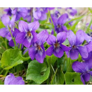 Viola odorata Königin Charlotte - Ibolya