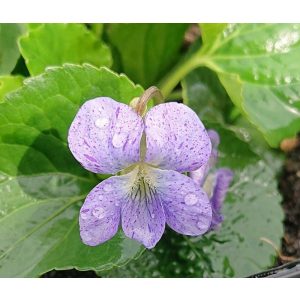 Viola sororia Dark Freckles - Ibolya