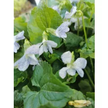 Viola sororia Freckles - Ibolya