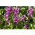 Viola sororia Red Cloud - Ibolya
