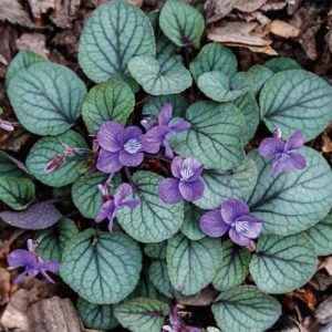 Viola walteri Silver Gem - Ibolya