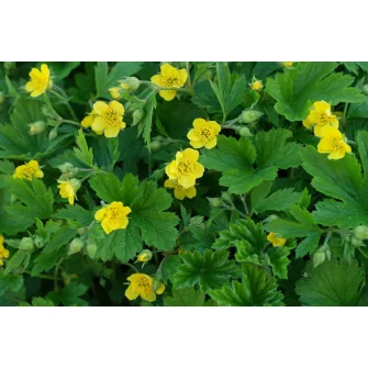 Berki pimpó (Waldsteinia)