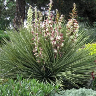 Pálmaliliom (Yucca)