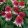 Echinacea purpurea Strawberry and Cream - Kasvirág