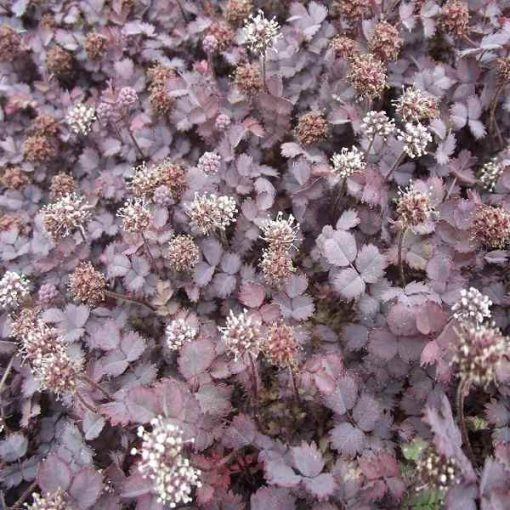 Acaena inermis Purpurea - Tüskésdiócska