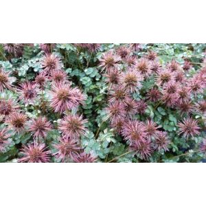 Acaena microphylla Dichte Matte - Tüskésdiócska