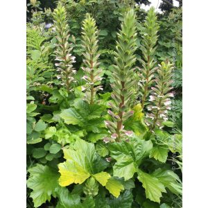 Acanthus mollis Hollards Gold - Medveköröm