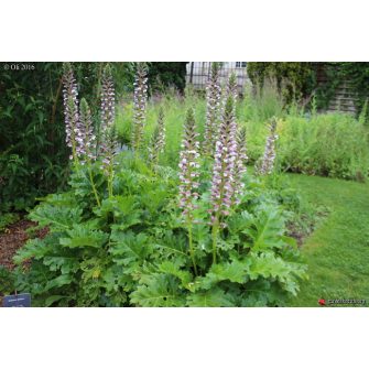 Medveköröm (Acanthus)