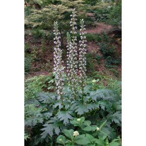 Acanthus mollis Summer Beauty - Medveköröm