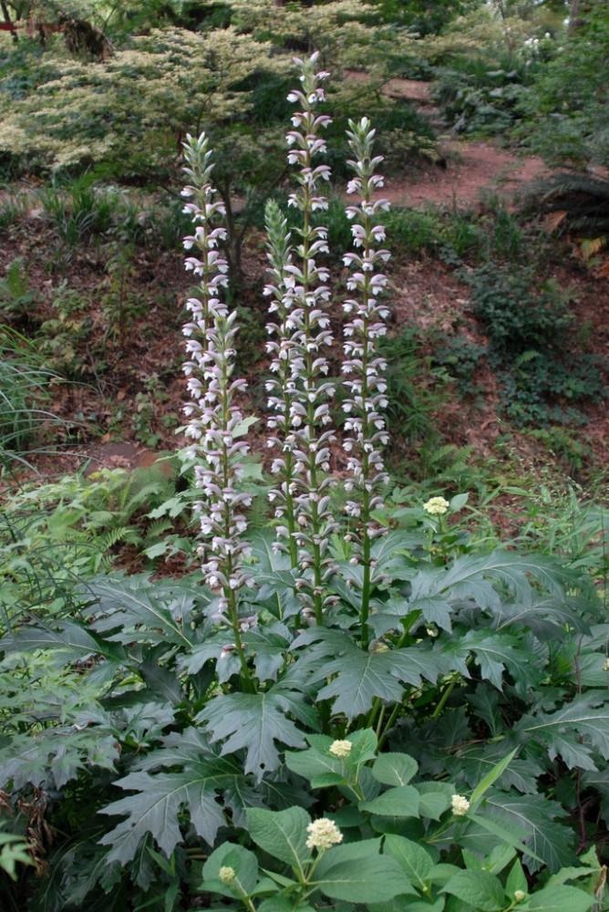 Acanthus mollis 'Summer Beauty' - Medveköröm - Kir