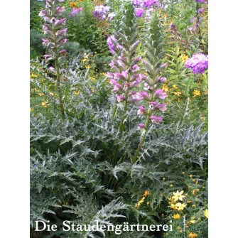 Medveköröm (Acanthus)