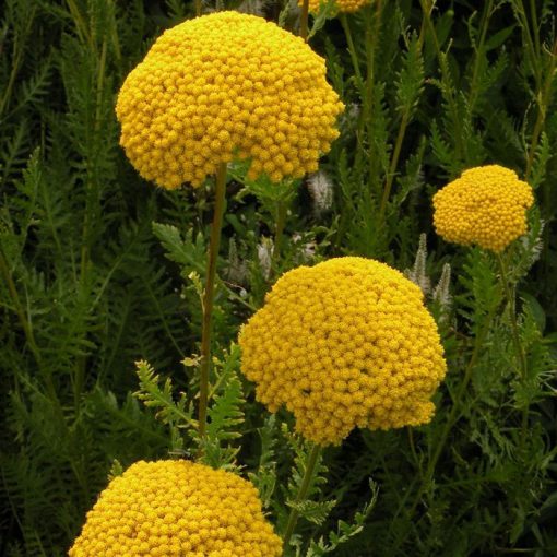 Achillea filipendula Parkers Variety - Cickafark