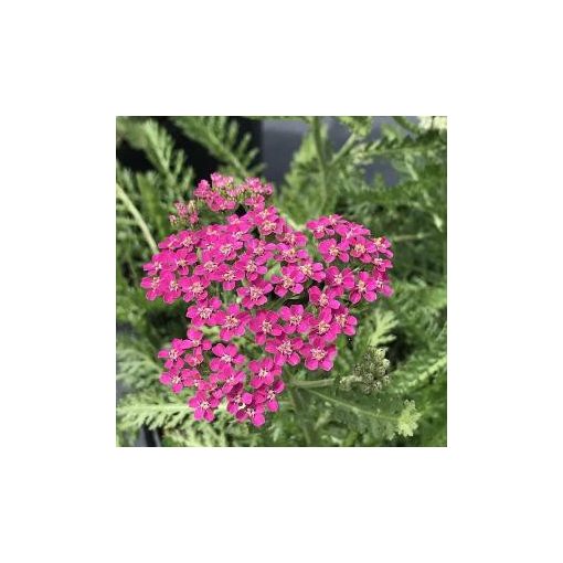 Achillea millefolium Milly Rock Pink - Cickafark