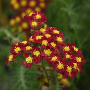 Achillea millefolium Milly Rock Red - Cickafark