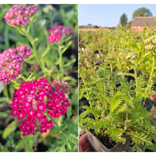 Achillea millefolium Milly Rock Red - Cickafark