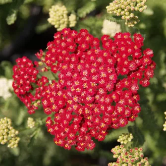 Cickafark (Achillea)