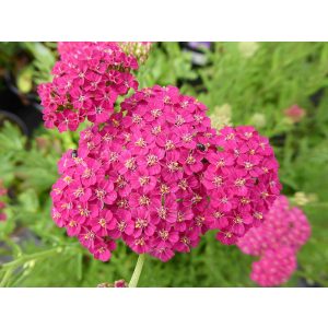 Achillea millefolium New Vintage Rose - Cickafark