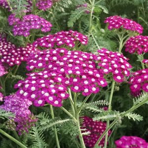 Achillea millefolium New Vintage Violet - Cickafark