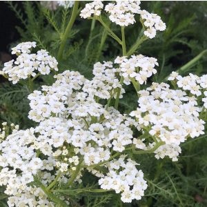 Achillea millefolium New Vintage White - Cickafark