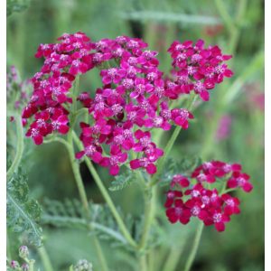 Achillea millefolium Sammetriese - Cickafark