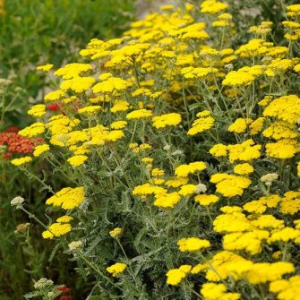 Cickafark (Achillea)