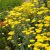 Cickafark (Achillea)