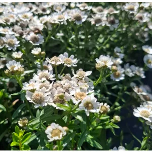 Achillea ptarmica Nana Compacta - Cickafark