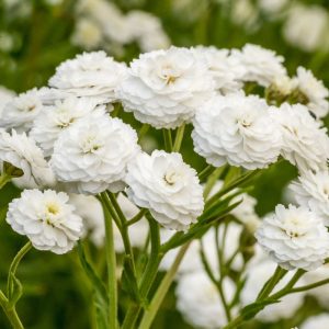 Achillea ptarmica Perrys White - Cickafark