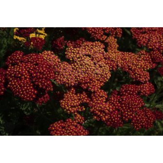 Cickafark (Achillea)