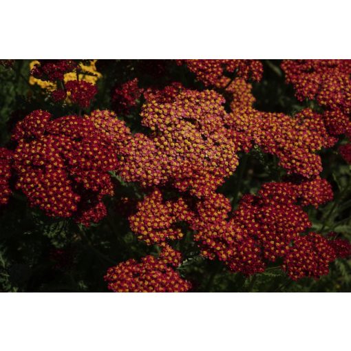 Achillea Renata - Cickafark