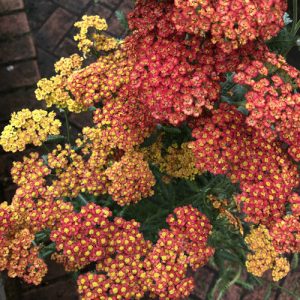 Achillea Safran - Cickafark