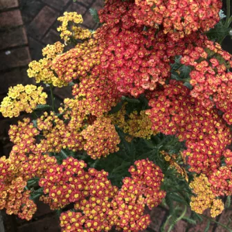 Cickafark (Achillea)