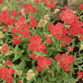 Cickafark (Achillea)