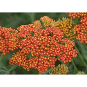 Achillea Sassy Summer Sunset - Cickafark