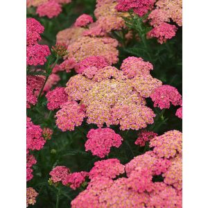 Achillea Sassy Summer Taffy - Cickafark