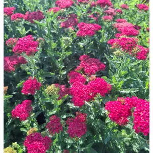 Achillea Sassy Summer Taffy - Cickafark