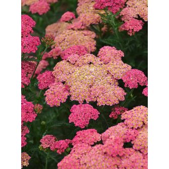 Cickafark (Achillea)