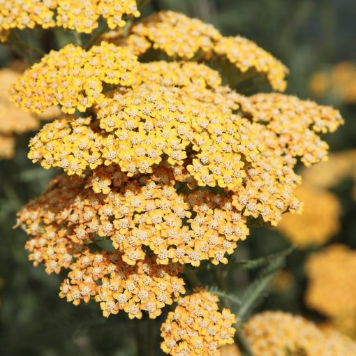 Achillea Terracotta - Cickafark