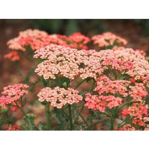 Achillea Tutti Frutti Apricot Delight - Cickafark