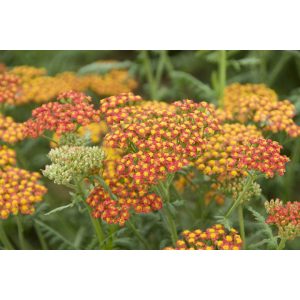 Achillea Walter Funcke - Cickafark