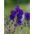 Sisakvirág (Aconitum)