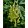 Aconitum lamarckii - Sisakvirág