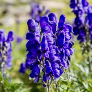 Aconitum napellus - Sisakvirág