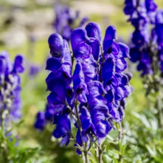 Sisakvirág (Aconitum)