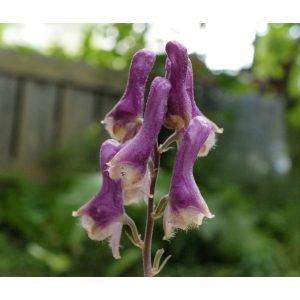 Aconitum Purple Sparrow - Sisakvirág