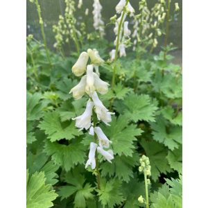 Aconitum septentrionale Ivorine - Sisakvirág