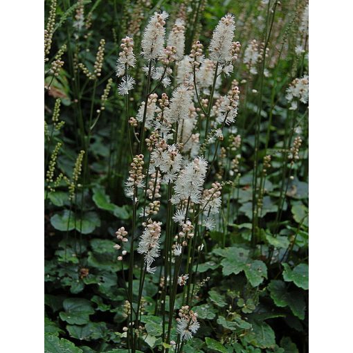 Actaea japonica Cheju-Do - Poloskavész