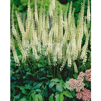Poloskavész (Actaea)